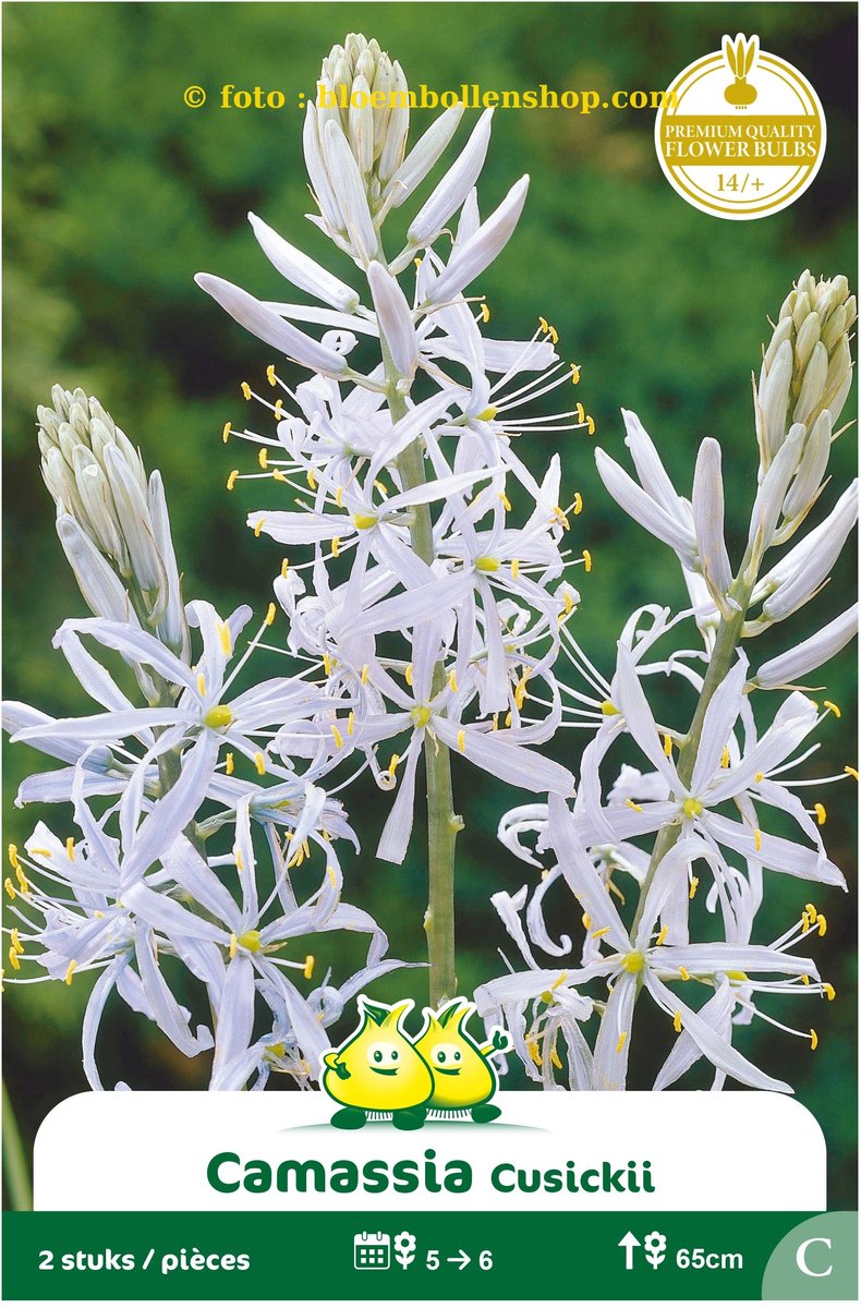 3 Zakjes Camassia Cusikii maat 14/+