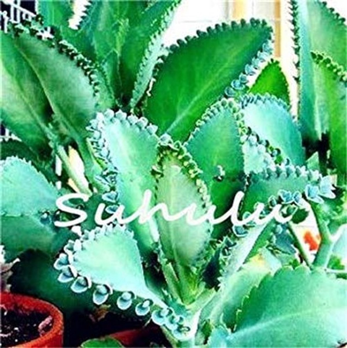 Elzusha - 100 Stuks Kalanchoë Zaden voor Creatieve Tuinprojecten