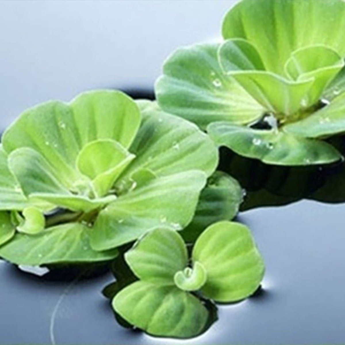 Elzusha - Pistia Stratiotes Zaden 200 Stuks
