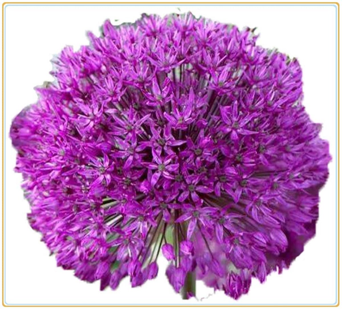 Elzusha - Allium Bloembollen voor Tuin en Balkon