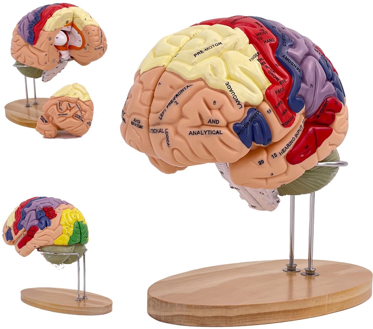 SolidKeus - Anatomisch Menselijk Breinmodel in Natuurlijke Grootte