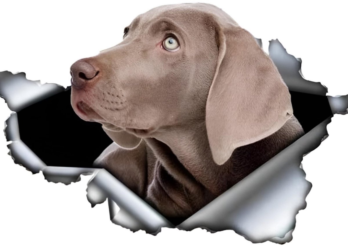 SolidKeus - 3D Weimaraner Autosticker voor Persoonlijke Decoratie