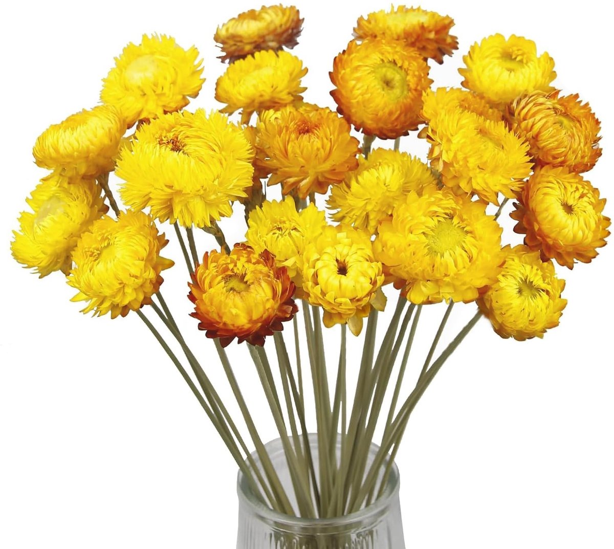 SolidKeus - Set van 20 Decoratieve Gedroogde Madeliefjes