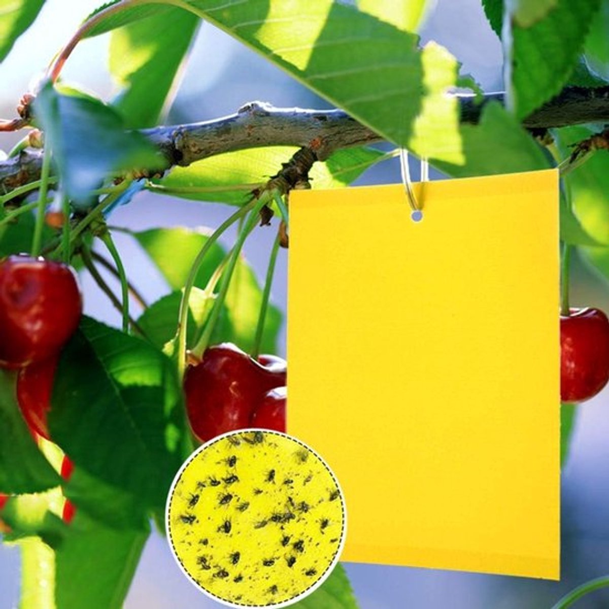 Set van 20 Gele Vliegenvallen, Dubbelzijdige Kersenvallen voor Kassen en Buiten, Effectief tegen Fungusgnats, Muggen, Bladluis en Wittevlieg (15 x 20 cm)