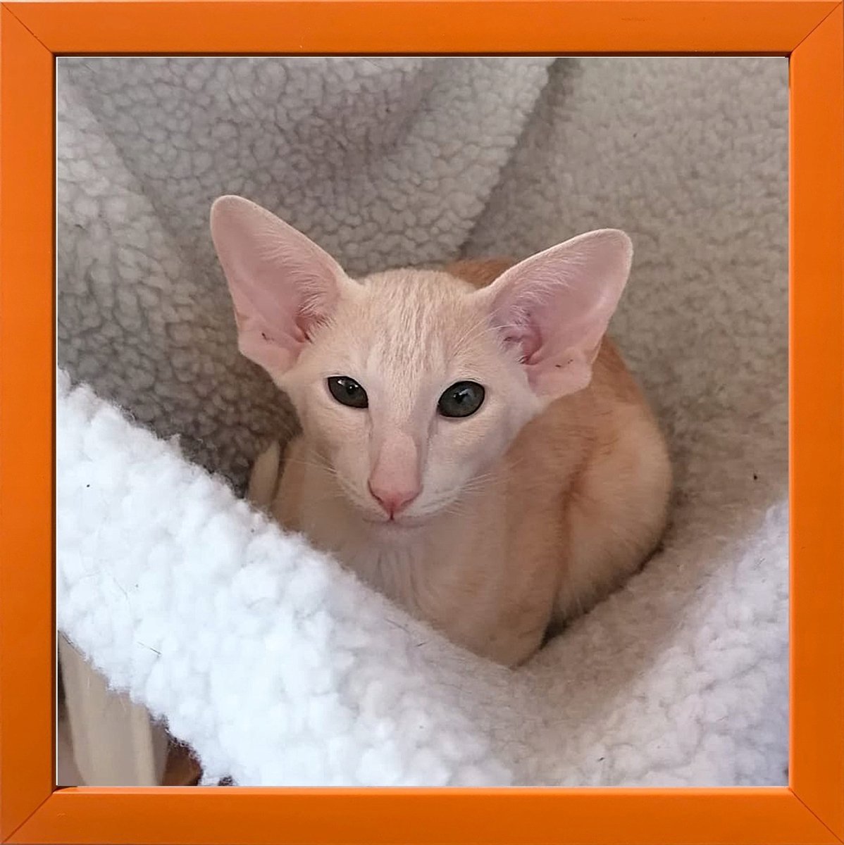 Houten Fotolijst 15x15 cm - Oranje, Inclusief Standaard en Ophanging