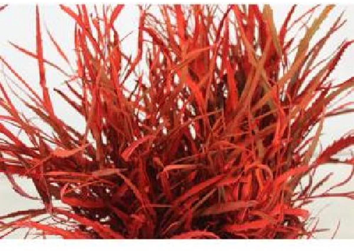 5x Sg grevil.bl.(v) rood 70cm