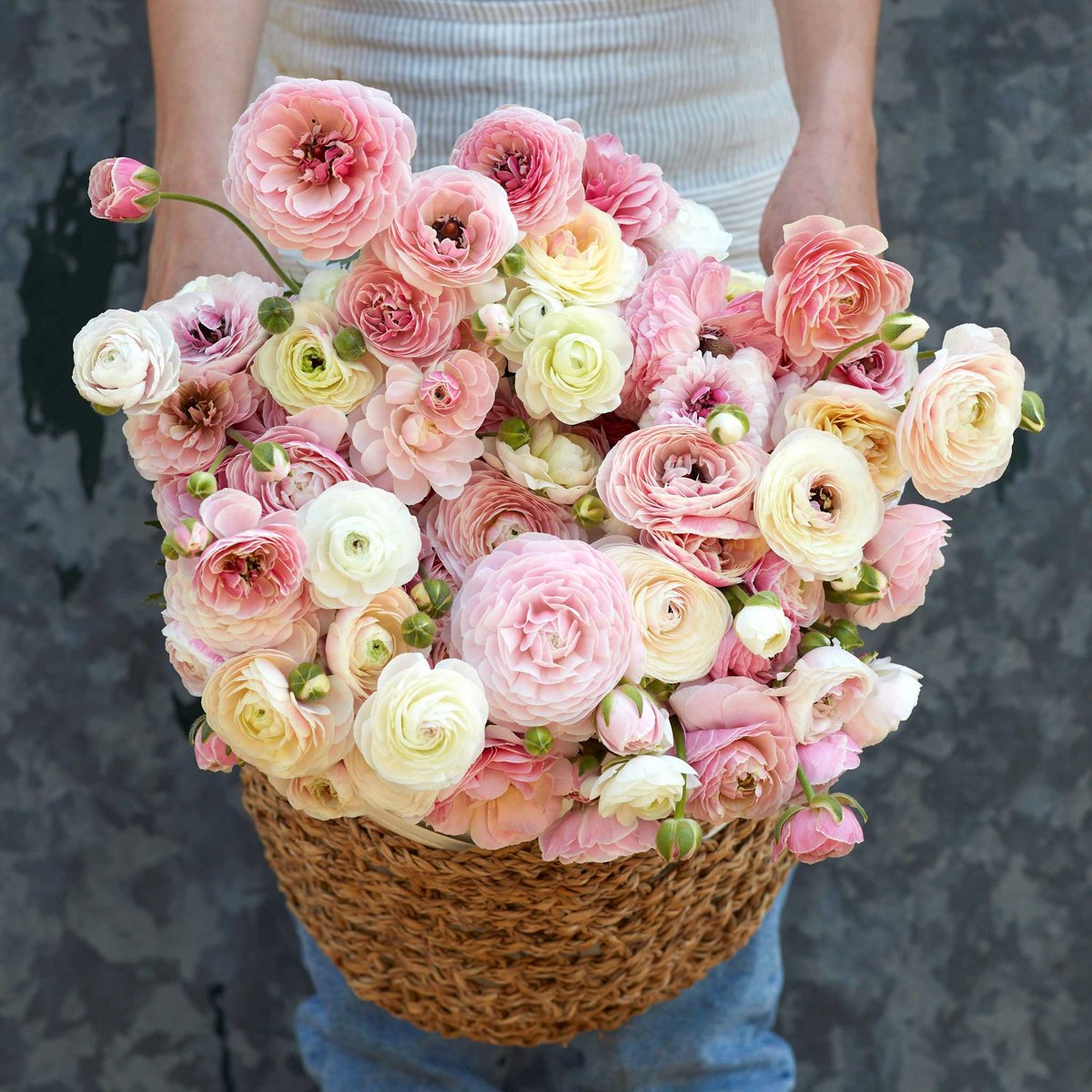 Ranunculus Porcelaine | 10 stuks | Ranonkel