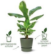 Elho Greenville Rond 40 - Grote Bloempot voor Buiten met Waterreservoir - 100% Gerecycled Plastic - Ø 39 x H 36.8 cm - Vintage pruim