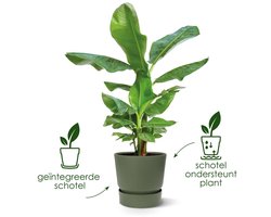 Elho Greenville Rond 40 - Grote Bloempot voor Buiten met Waterreservoir - 100% Gerecycled Plastic - Ø 39 x H 36.8 cm - Vintage pruim