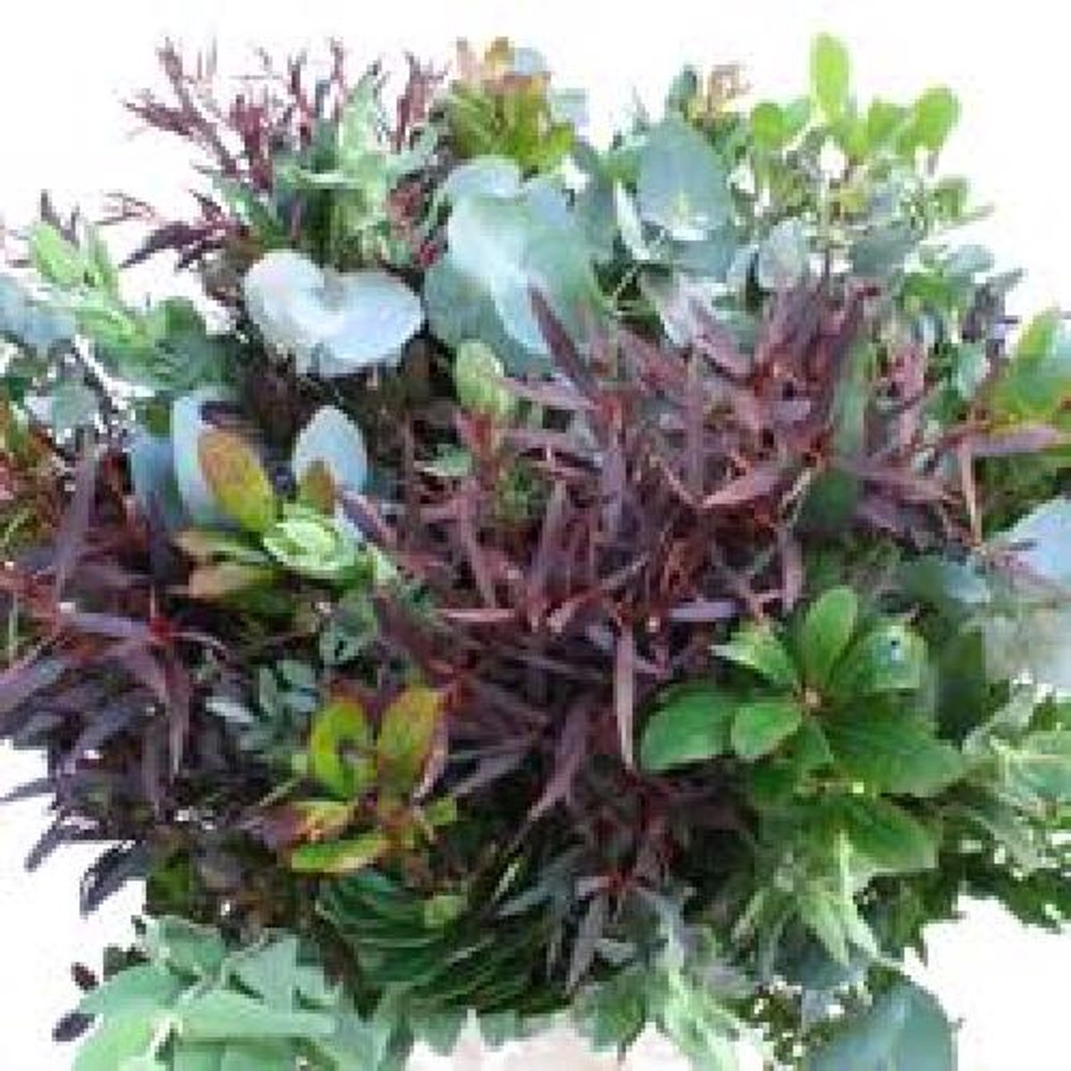 5x Sg blad mix 70cm