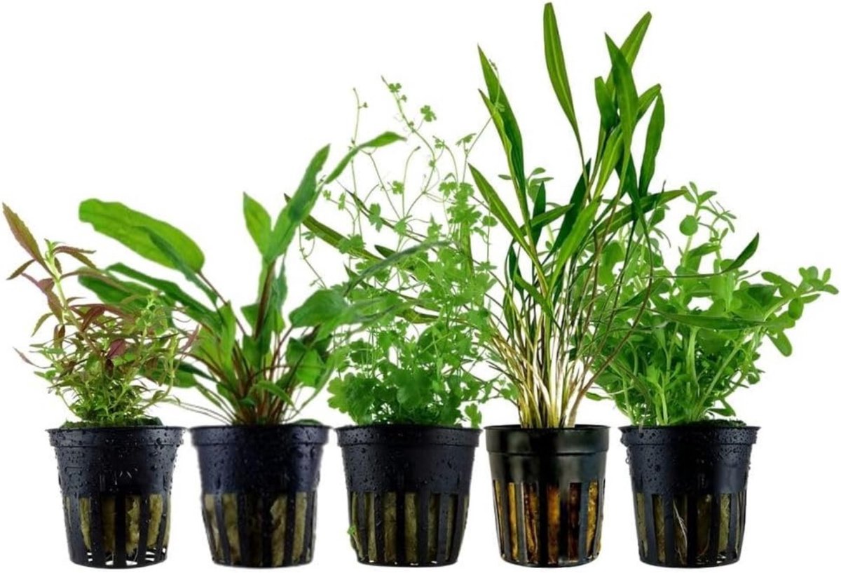 AquaOne Aquariumplanten I 5X Waterplanten I Middengrond Aquariumplanten I Cryptocoryne Bacopa Limnophila Hydrocotyle I Set met 5 middengrondplanten