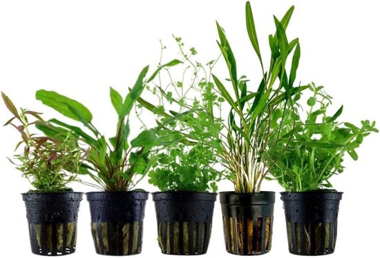 Voorzone Aquariumplanten Mix | 3-5 Bodembedekkers & Lage Planten