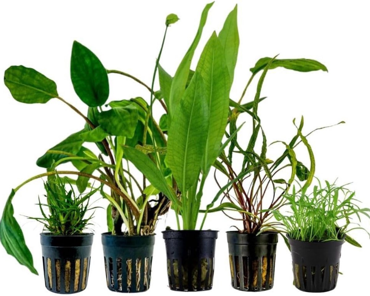 AquaOne Aquariumplanten I 5X Waterplanten I Beginners Aquariumplanten I Lilaeopsis Lagenandra Cryptocoryne Echinodorus I Set met 5 aquariumplanten