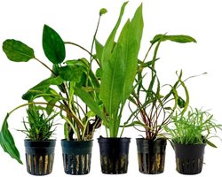 AquaOne Aquariumplanten I 5X Waterplanten I Beginners Aquariumplanten I Lilaeopsis Lagenandra Cryptocoryne Echinodorus I Set met 5 aquariumplanten