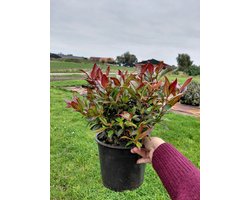 2 stuks Leucothoe 'Zeblid' - Druifheide - wintergroene struik die mooi rood kleurt in de herfst