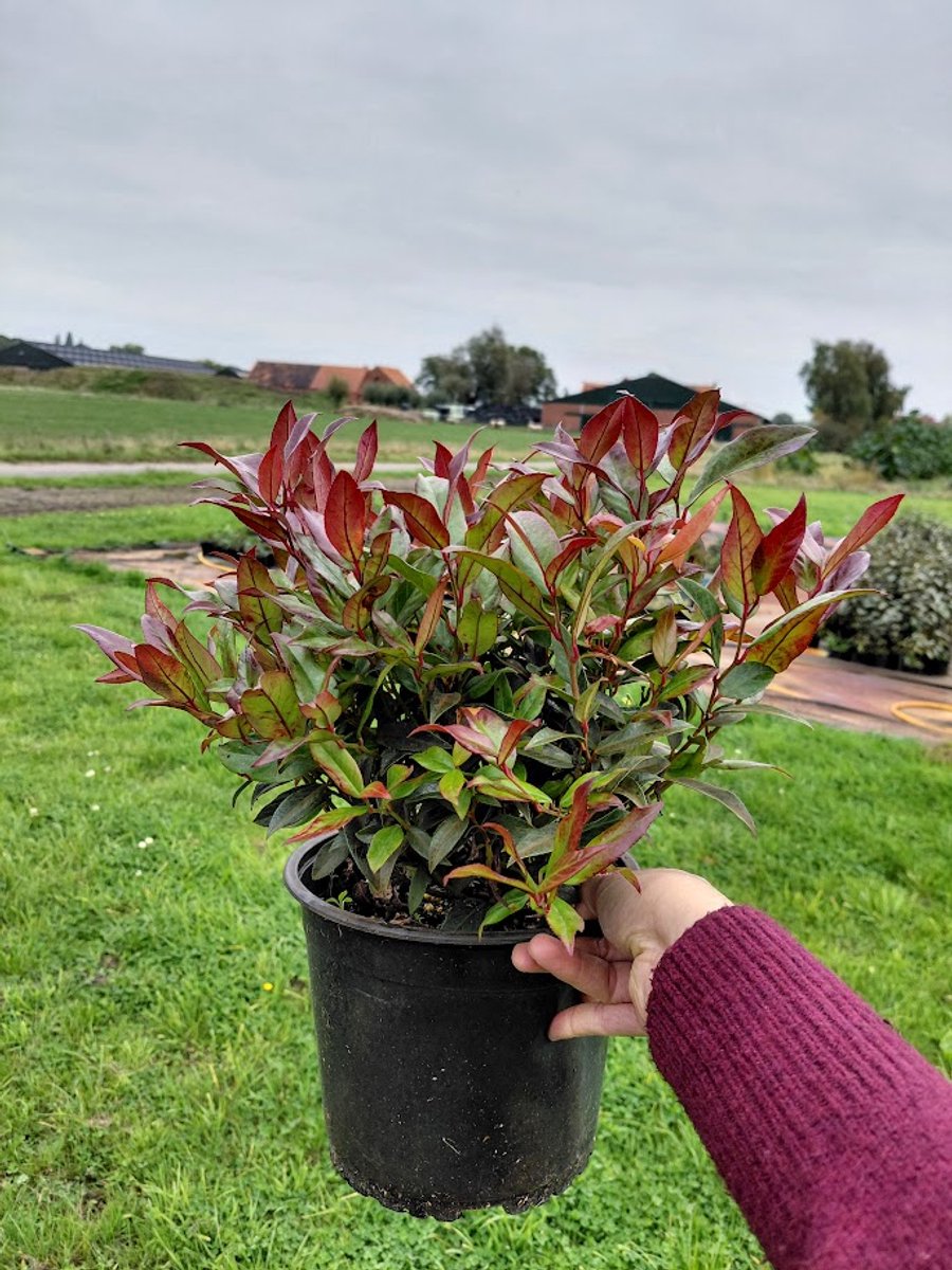 2 stuks Leucothoe 'Zeblid' - Druifheide - wintergroene struik die mooi rood kleurt in de herfst