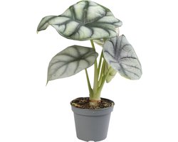 Alocasia Silver Dragon - Terrariumplant