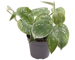 Aquafleur Philodendron Scandens Pictus | In 5 cm pot