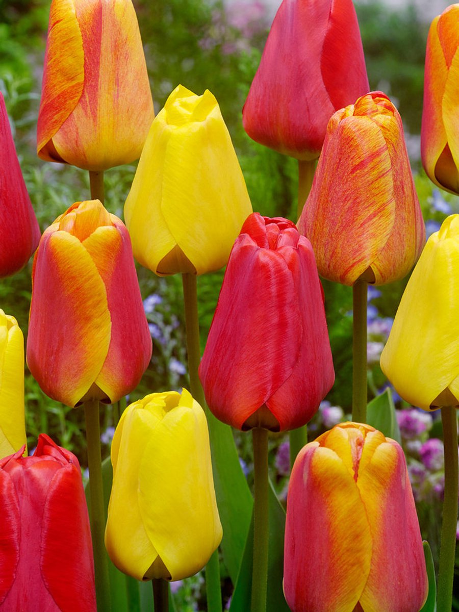 10x Tulpen 'Apeldoorn gemengd' - BULBi® Bloembollen met bloeigarantie