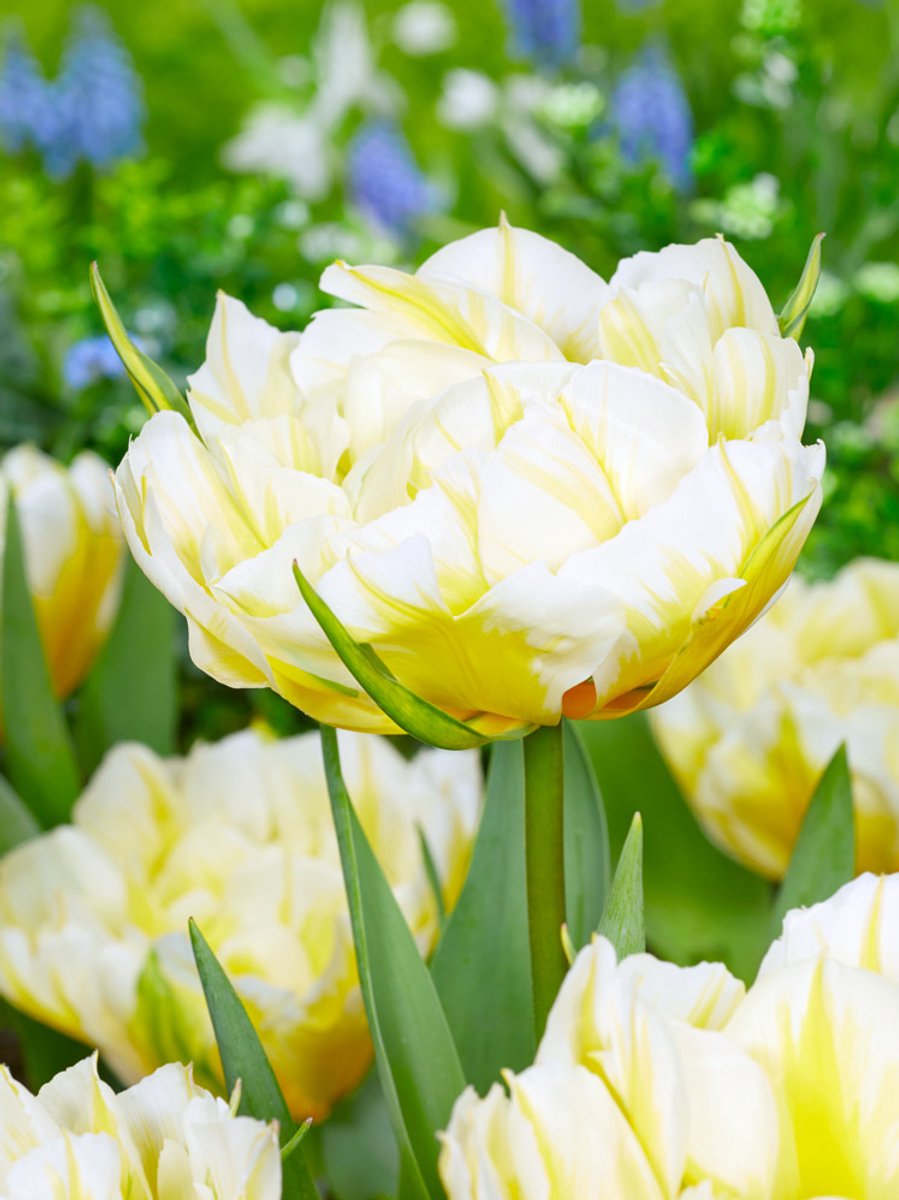 10x Tulpen 'Sweet valley' - BULBi® Bloembollen met bloeigarantie