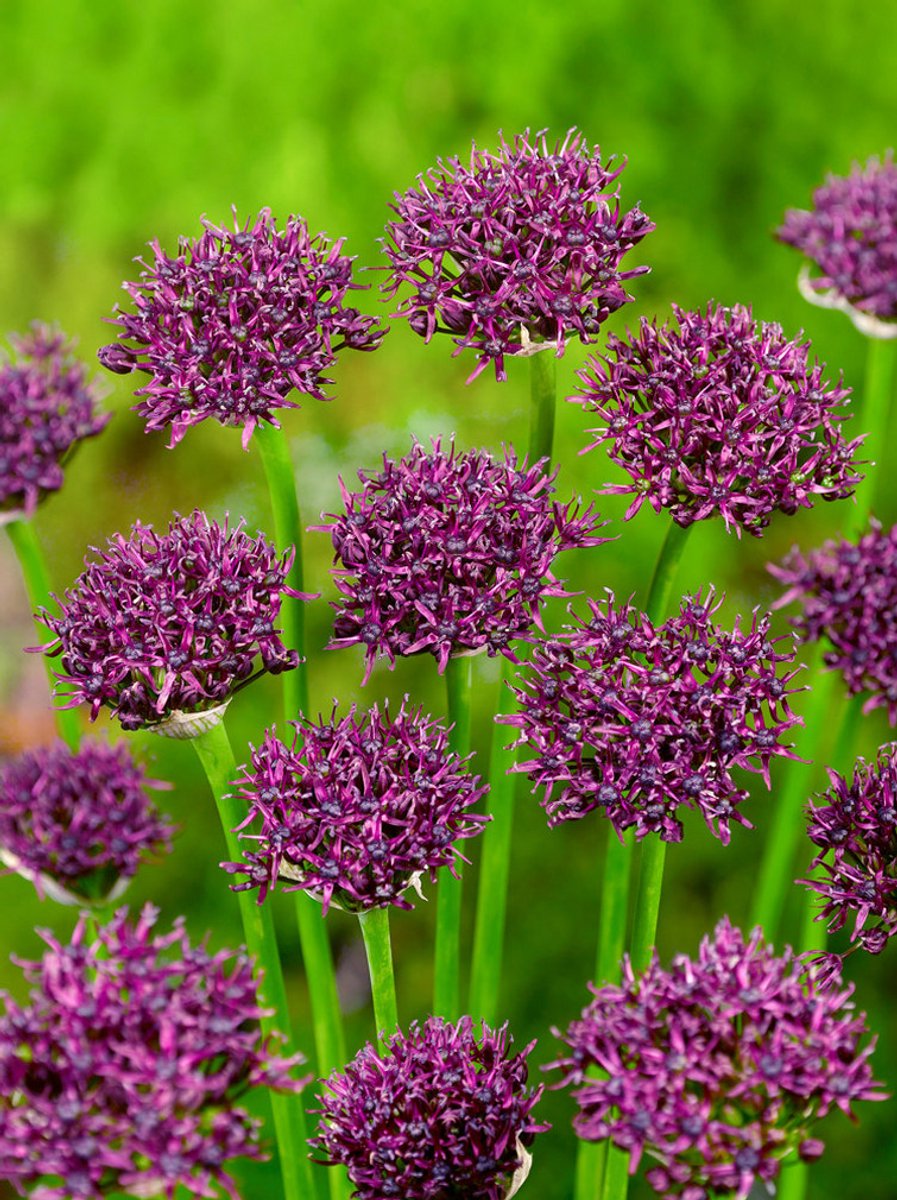 15x Allium 'Atropurpureum' - BULBi® Bloembollen met bloeigarantie