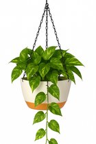 Hangpot met Afwatering - Wit/Creme - Ø 21 cm x H 12 cm - Ook Geschikt Als Bloempot - Voor Binnen en Buiten - Waterreservoir