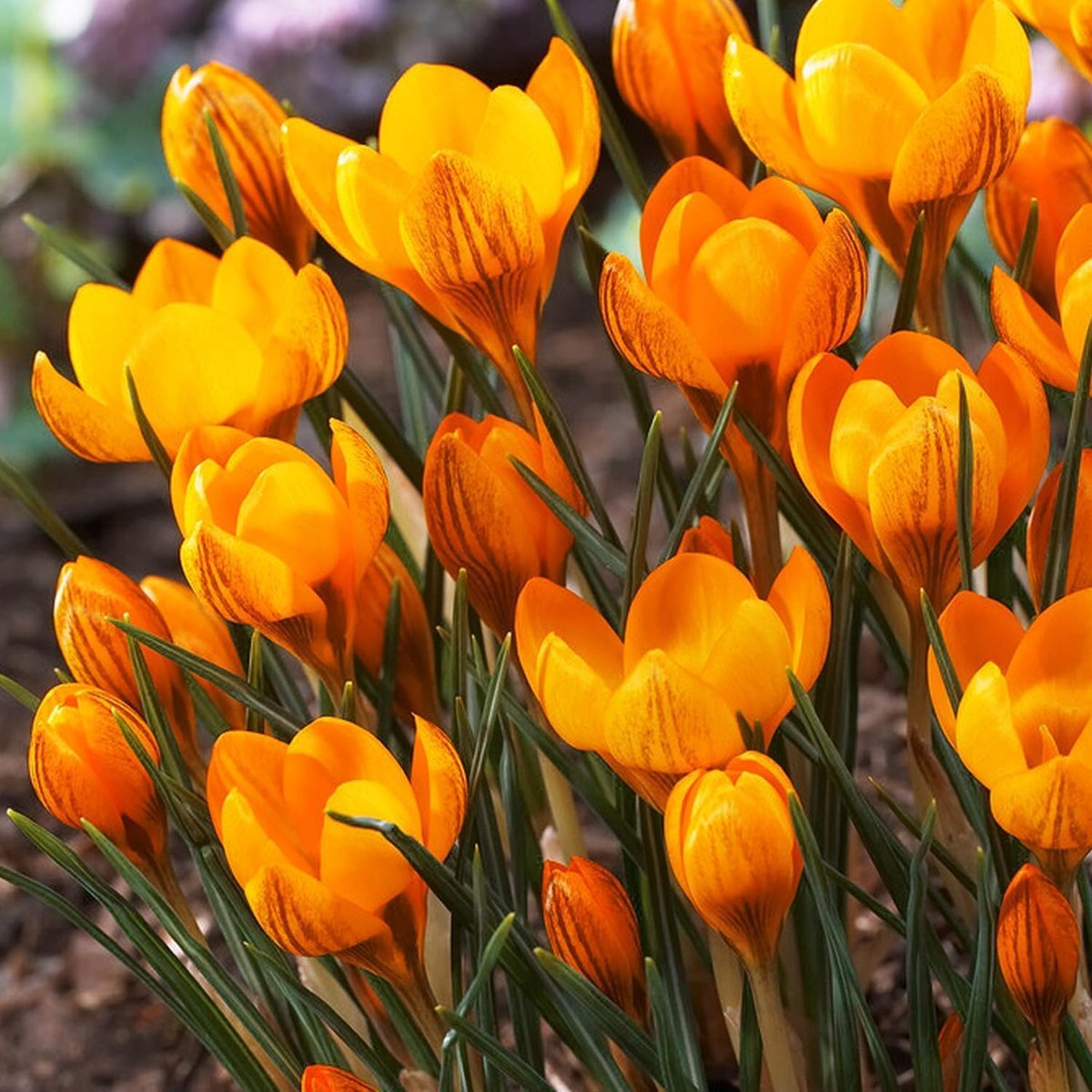 Krokussen Bloembollen Winterhard - Crocus - Orange Monarch - 50 stuks - Oranje - Bloem bollen - Meerjarig Mix