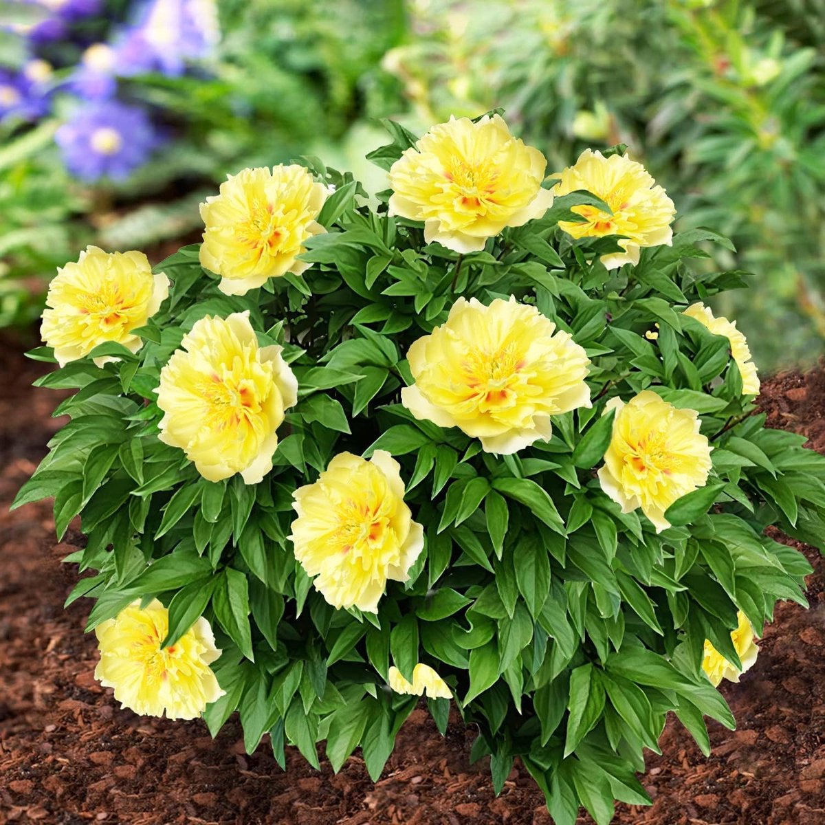 Pioenroos Itoh Wortel - Yellow Passion - Tuinplant Winterhard - 1 stuk - Geel - Buitenplanten