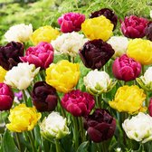 Tulpen Bloembollen Winterhard - Voorjaars Mix - 25 stuks - Meerkleurig - Bloem Bollen Mix - Tulpenbollen Meerjarig