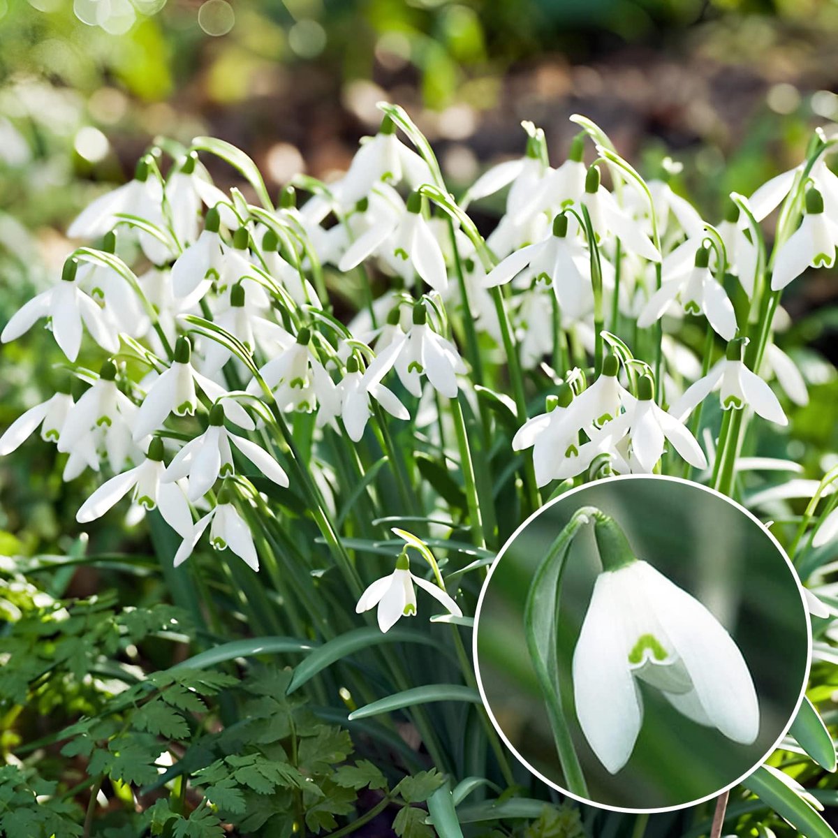 Sneeuwklokjes Bloembollen Winterhard - Galanthus Woronowii/Nivalis - Voor in de tuin - 50 stuks - Wit - Bloem bollen - Meerjarig Mix