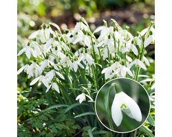 Sneeuwklokjes Bloembollen Winterhard - Galanthus Woronowii/Nivalis - Voor in de tuin - 50 stuks - Wit - Bloem bollen - Meerjarig Mix