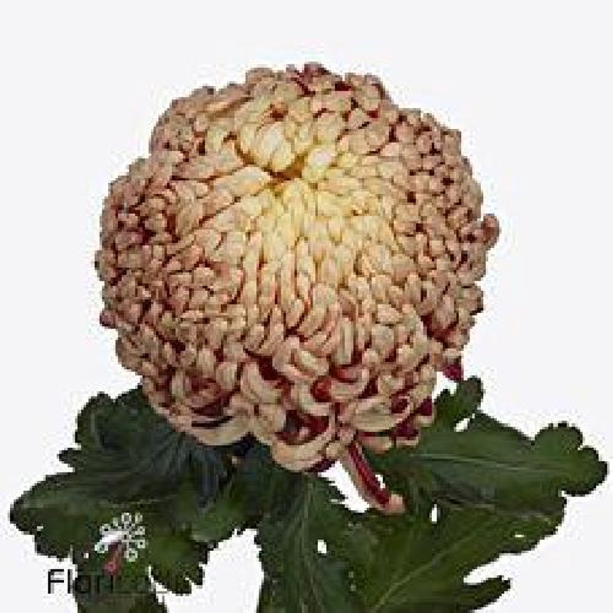 10x Chrysant vienna copper 80cm