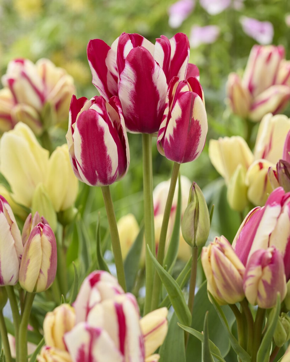 Tulp Flaming Club | 10 stuks | Tulpenbollen