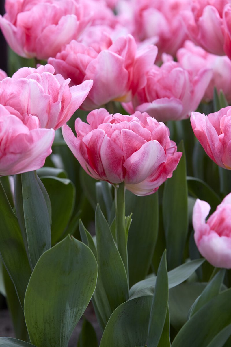 Tulp Foxtrot | 10 stuks | Tulpenbollen