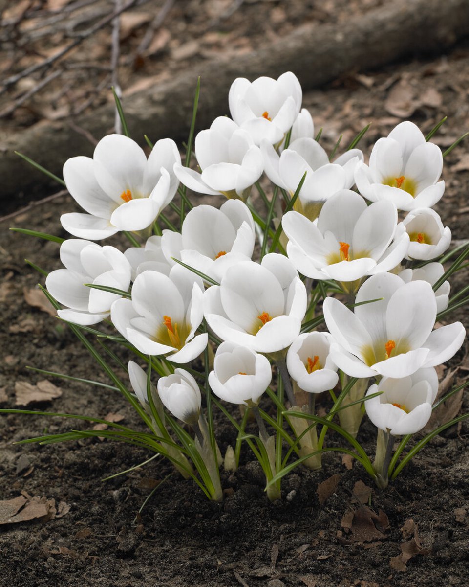 Crocus Ard Schenk 10 stuks | Krokus