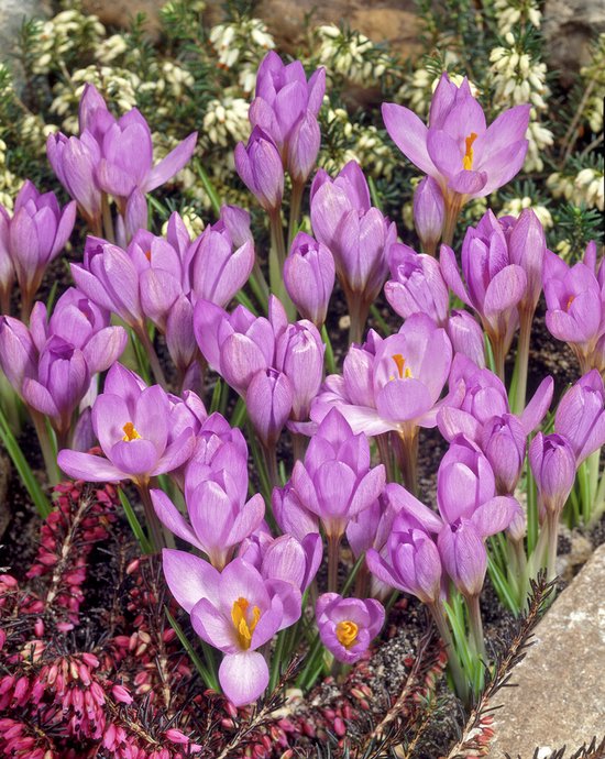 crocus-zwanenburg-10-stuks-krokus-bol