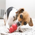 Kleine bruin-witte hond likt aan een rood KONG speeltje.