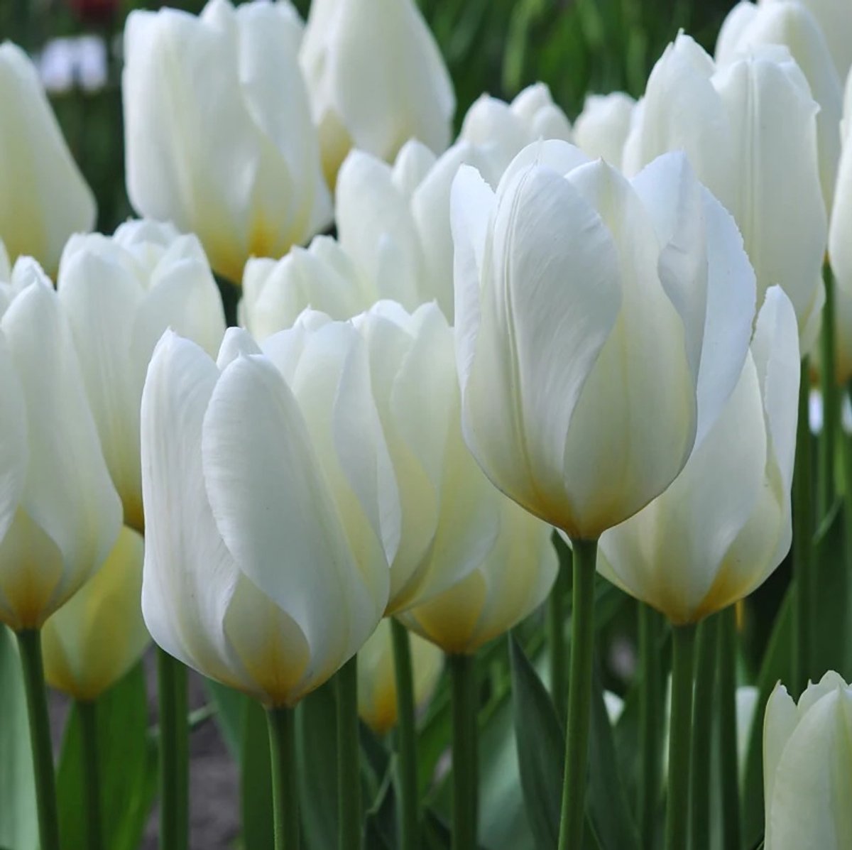 50 x Tulp 'Purissima' bloembollen -mooie witte tulp bloembollen van hoge kwaliteit