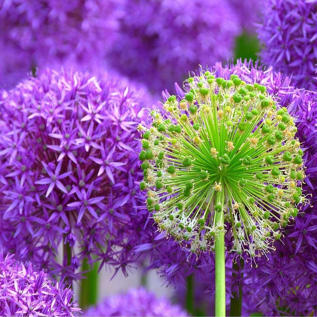 5 x Allium giganteum bloembollen - reuzen sierui met imposante paarse bloemen