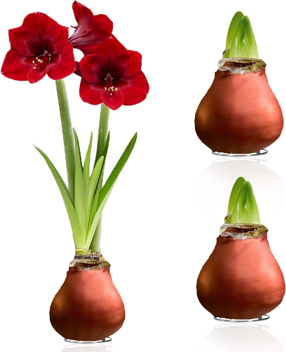 Amaryllis Bollen in Wax - Brons - Bloembollen - 2 stuks - Bloem bollen - No Water Flower