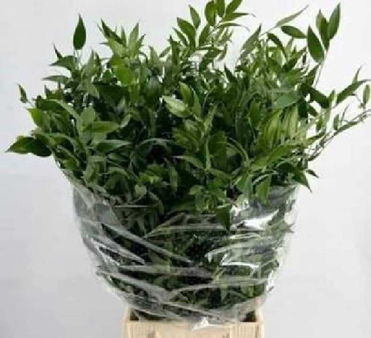 1x Sg ruscus it 70cm