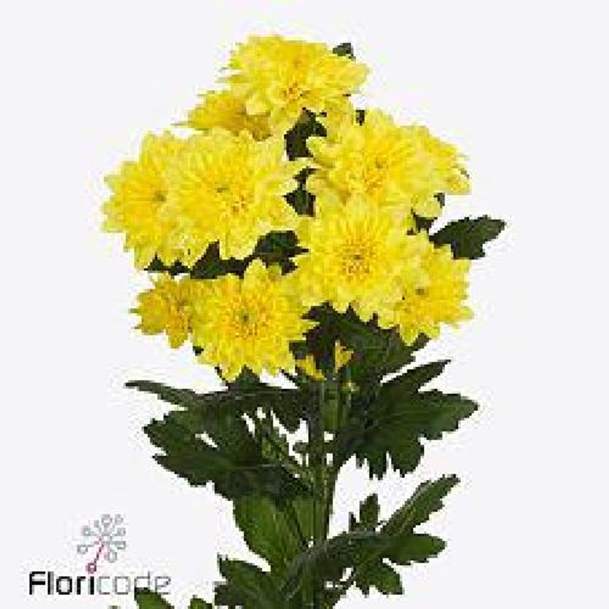 10x Chrysant pastela sunny 70cm