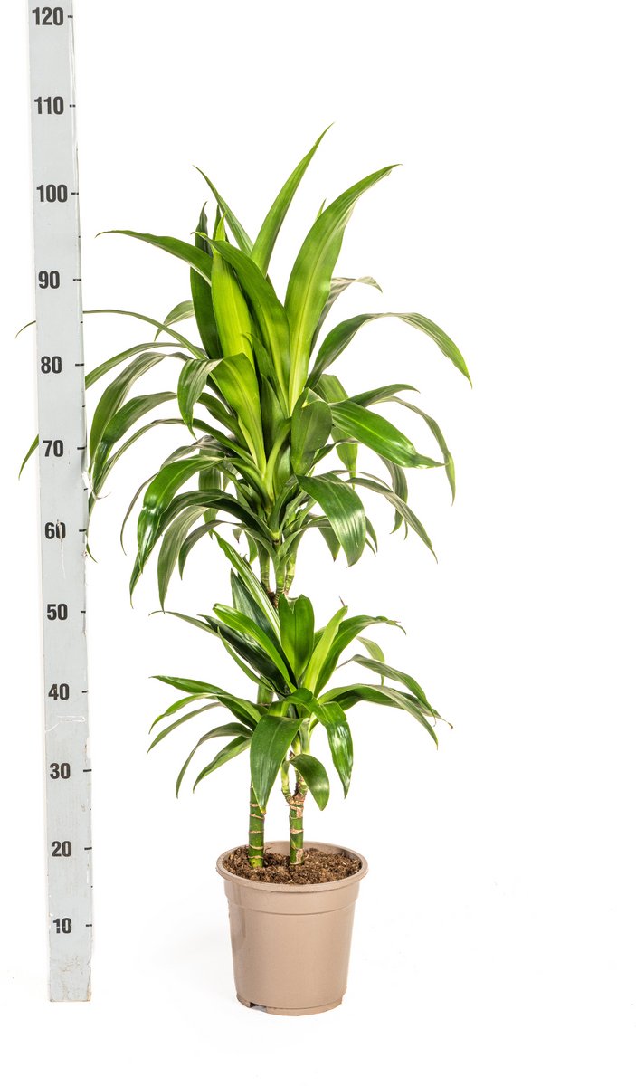 Dracaena Deremensis Lisa Ø19cm - 80cm