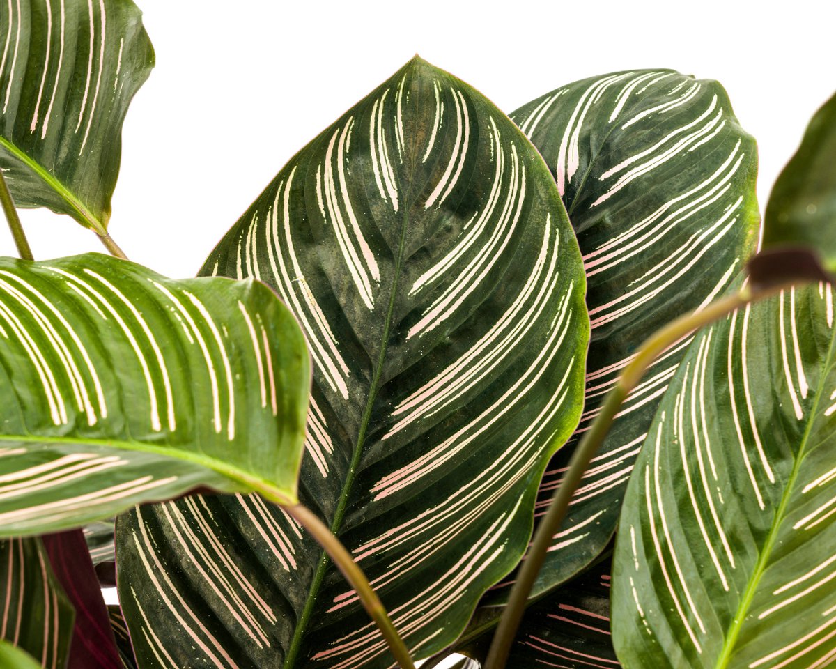 Calathea Ornata Sanderiana Ø27cm - 60