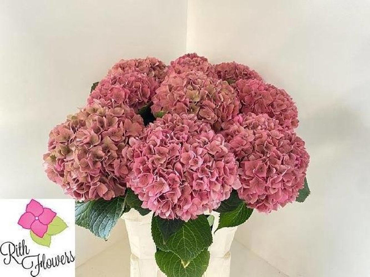 10x Hydr.rodeo classic 80cm