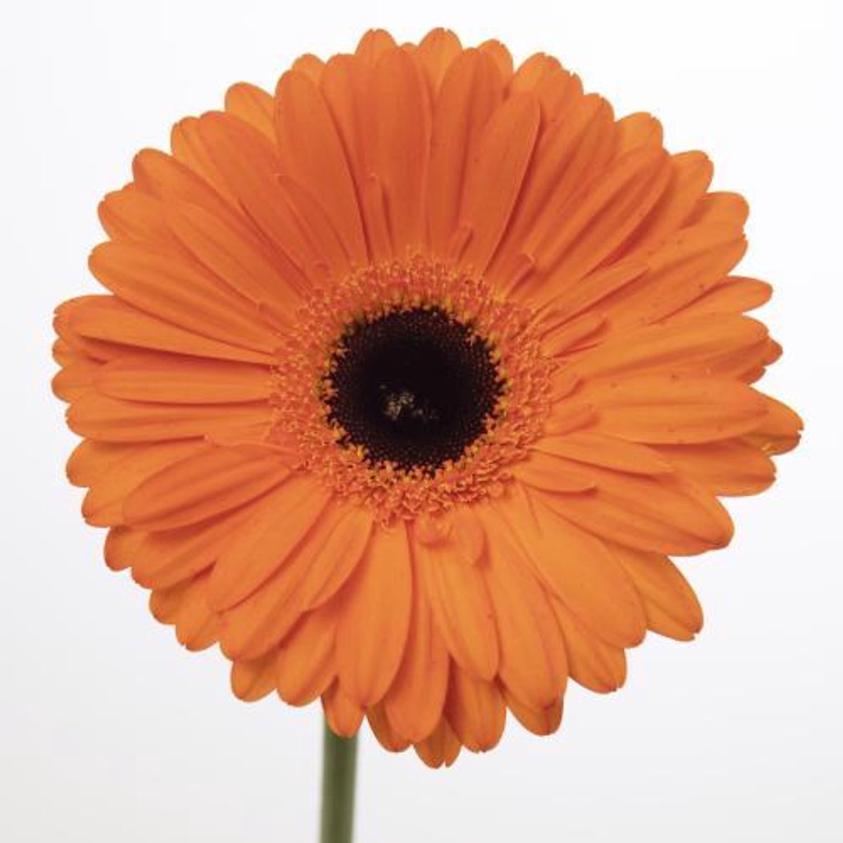 45x Gerbera applause 70cm