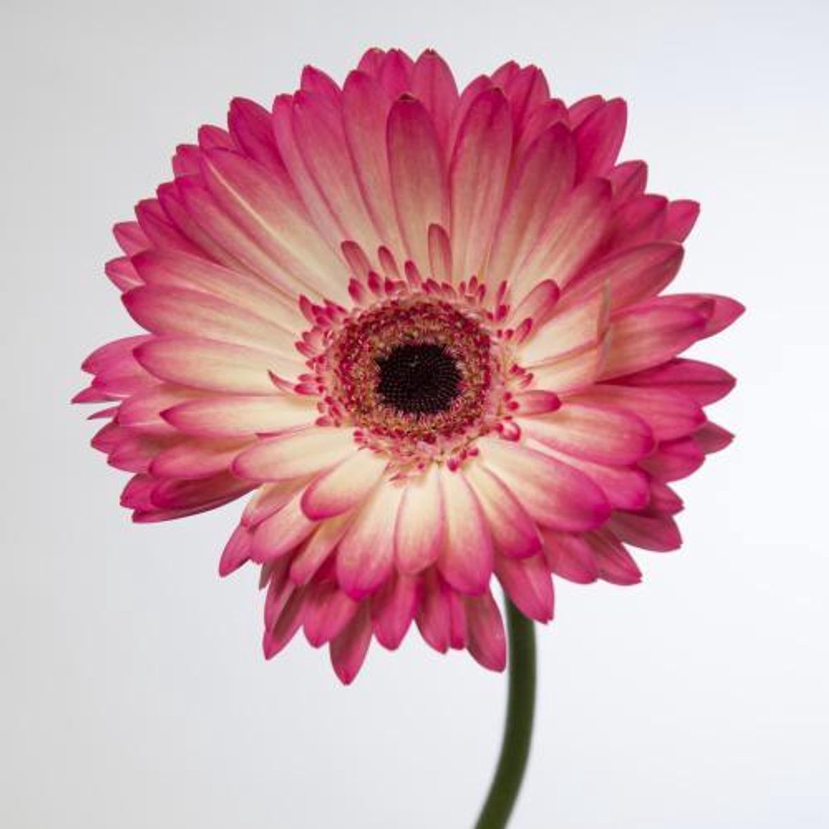 45x Gerbera hippie chic 70cm
