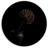 WallCircle® Wandcirkel 60x60 cm - Muurcirkel Bol - Gedroogd - Vaas - Zwart - Muurdecoratie woonkamer - Wanddecoratie slaapkamer - Kamer decoratie accessoires - Ronde schilderijen