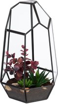 terrarium pour plantes - 25 x 17 x 15 cm - ouvert - verre - intérieur - noir