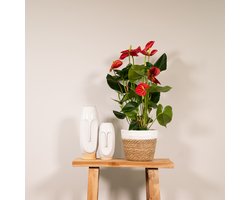 Anthurium Red - Ø17cm - 55cm